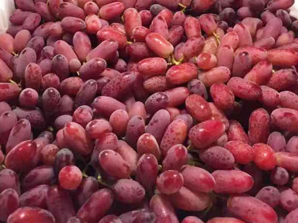 Grapes